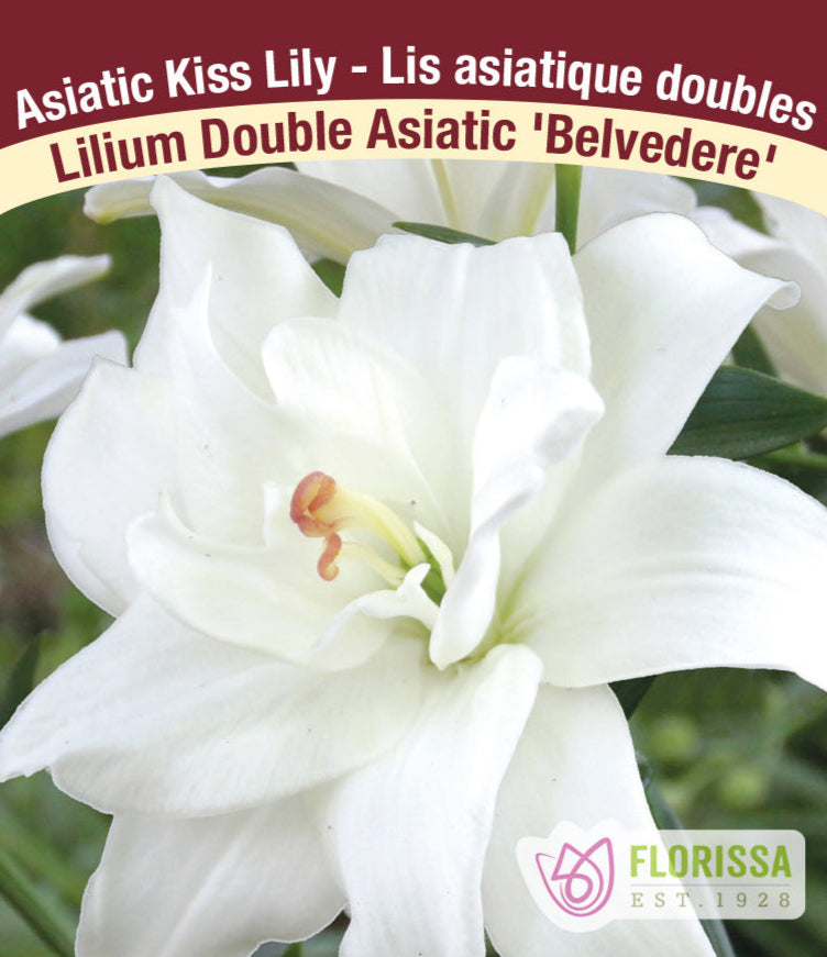 Lilium Double Asiatic - Belvedere, 1 Pack