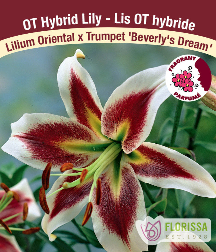 Lilium Oriental × Trumpet - Beverly's Dream. 1 Pack