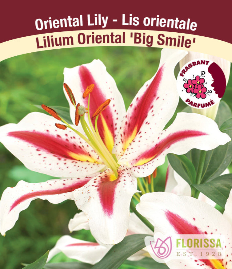 Lilium Oriental - Big Smile, 1 Pack