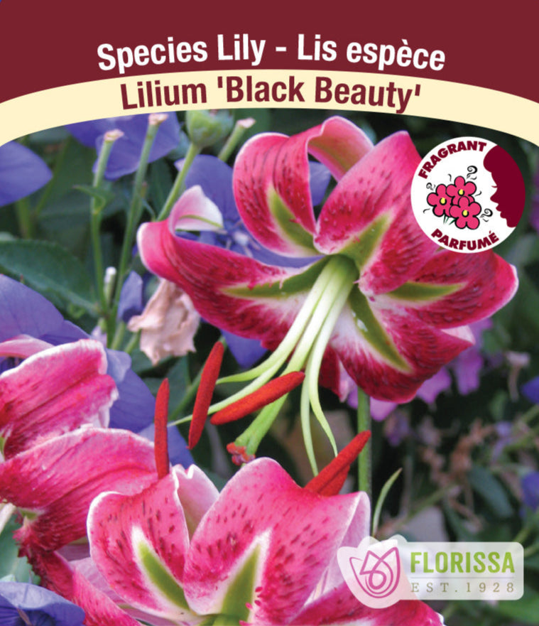 Lilium - Black Beauty, 1 Pack