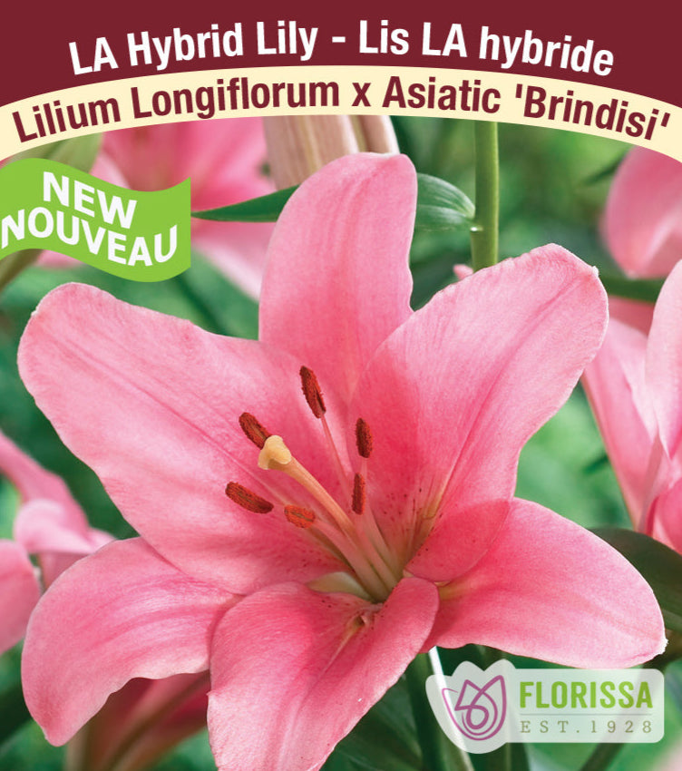 Lilium Longifolium x Asiatic - Brindisi, 1 Pack