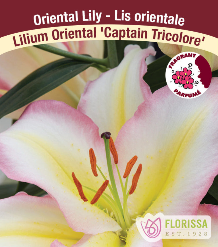 Lilium Oriental - Captain Tricolore, 1 Pack