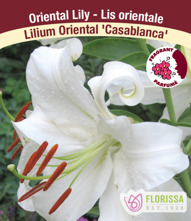 Lilium Oriental - Casablanca, 1 Pack