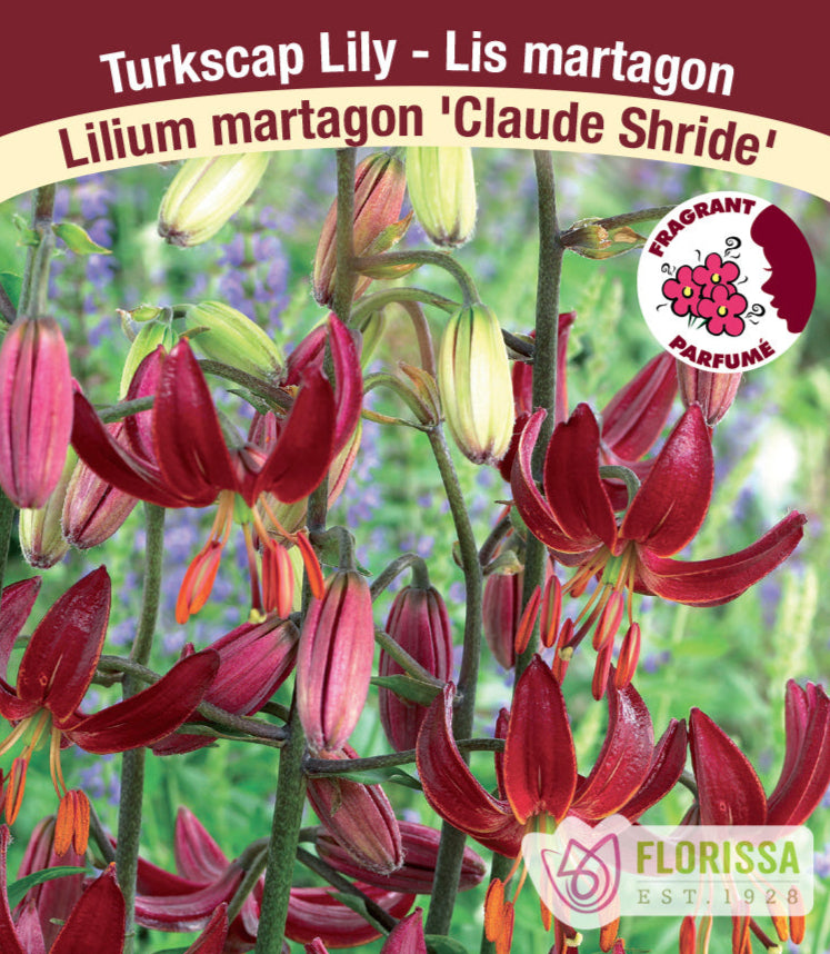 Lilium Martagon - Claude Shride , 1 Pack