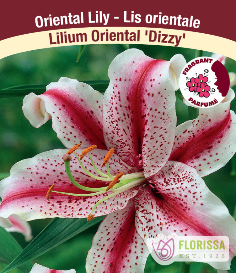 Lilium Oriental - Dizzy, 1 Pack