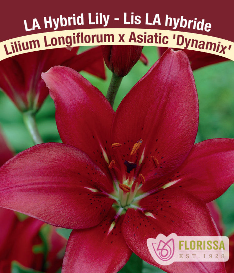 Lilium Longifolium x Asiatic - Dynamix, 1 Pack