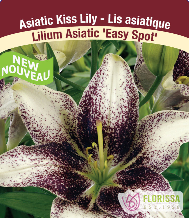 Lilium Kiss Asiatic - Easy Spot, 1 Pack