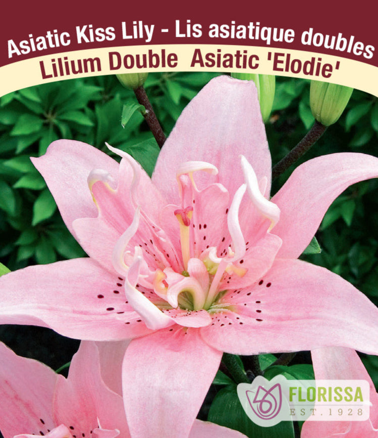 Lilium Double Asiatic - Elodie, 1 Pack