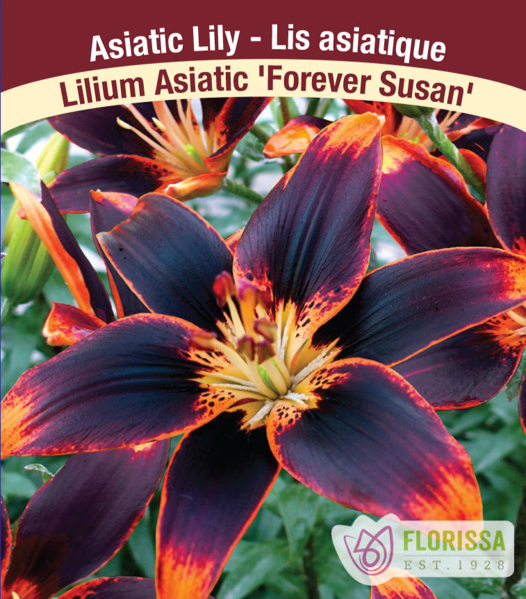 Lilium Asiatic - Forever Susan, 1 Pack