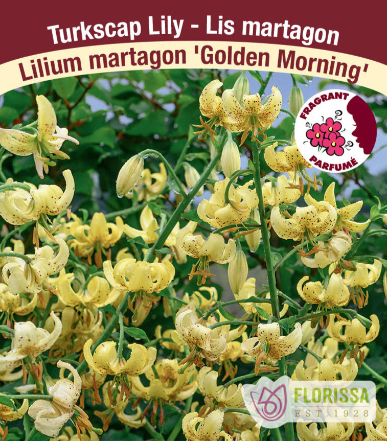 Lilium Martagon - Golden Morning, 1 Pack