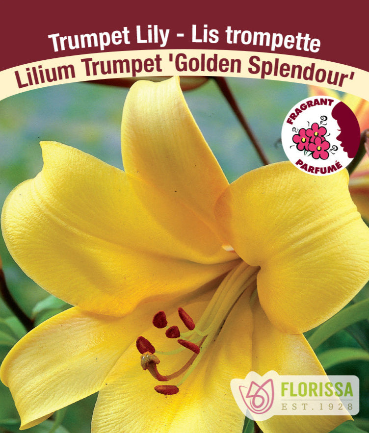 Lilium Trumpet - Golden Splendour, 1 Pack