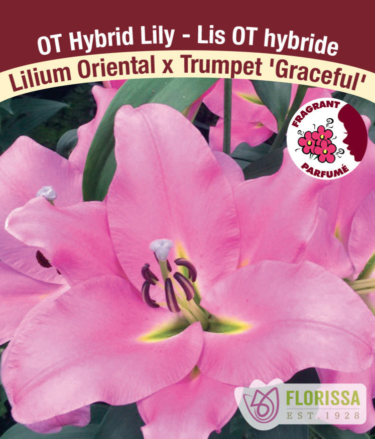 Lilium Oriental x Trumpet - Graceful, 1 Pack