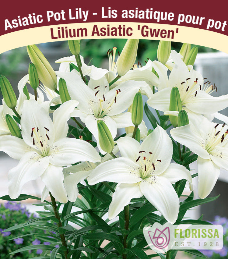 Lilium Asiatic - Gwen, 1 Pack