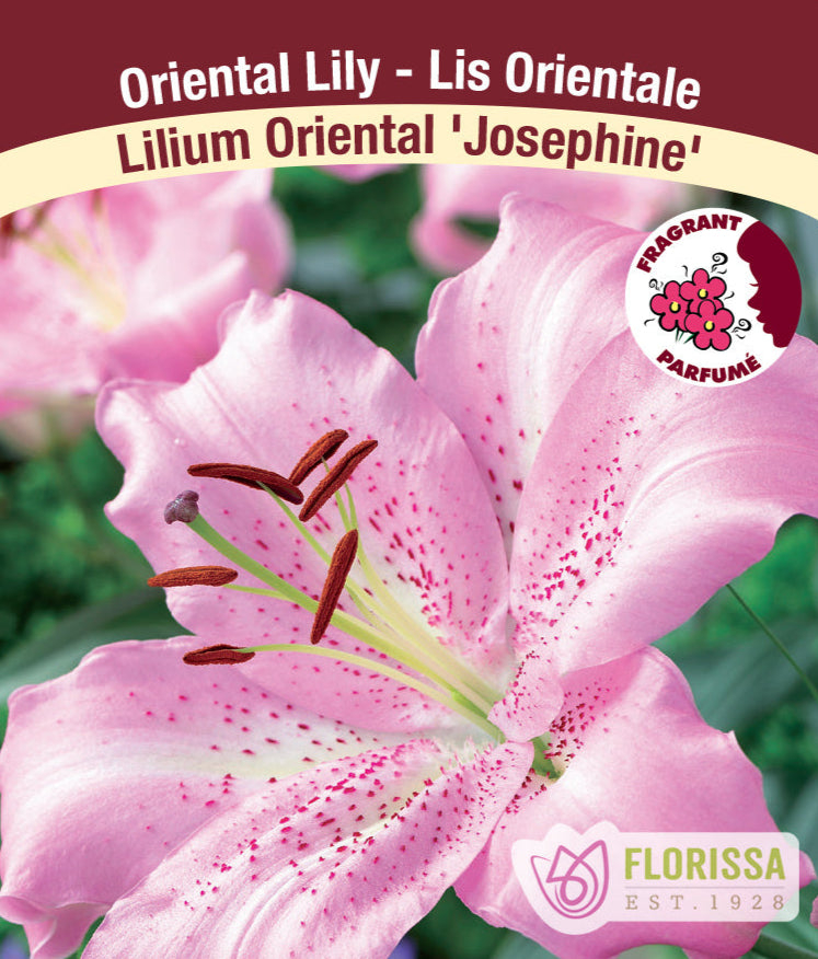 Lilium Oriental - Josephine, 1 Pack