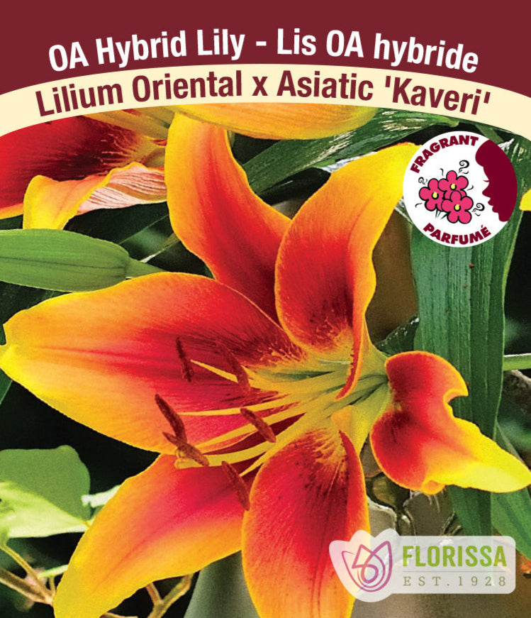 Lilium Oriental x Asiatic - Kaveri, 1 Pack