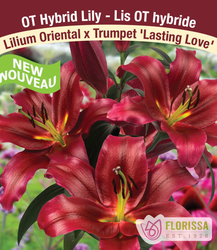 Lilium Oriental x Trumpet - Lasting Love, 1 Pack