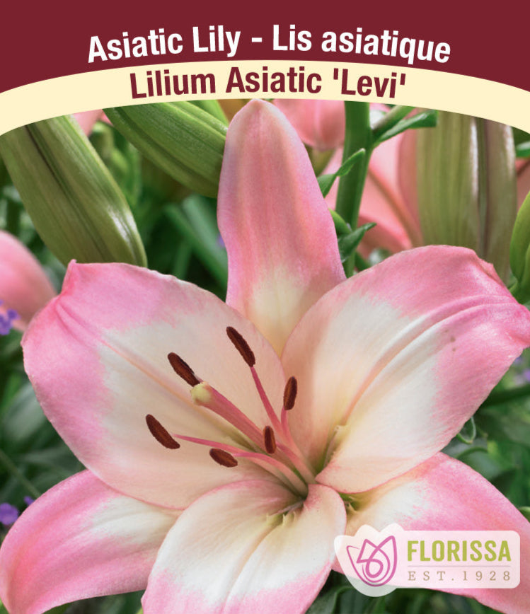 Lilium Asiatic - Levi, 1 Pack