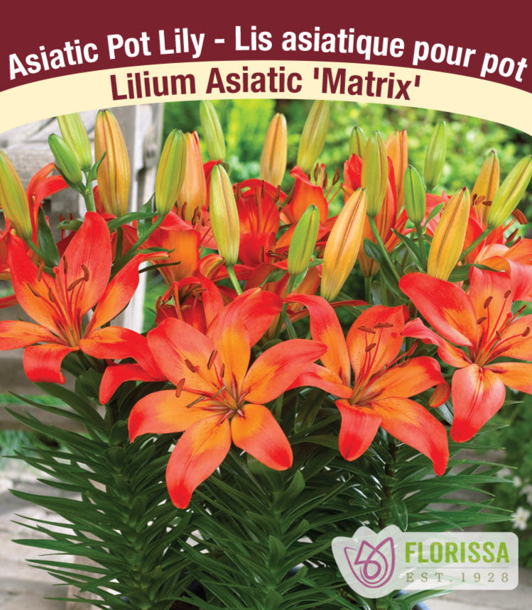 Lilium Asiatic - Matrix, 1 Pack