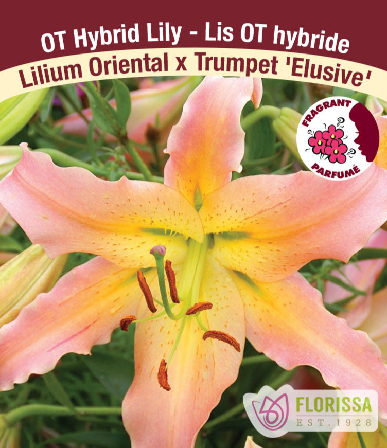 Lilium Oriental x Trumpet - Elusive, 1 Pack