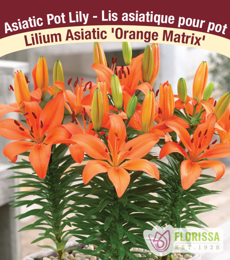 Lilium Asiatic - Orange Matrix, 1 Pack