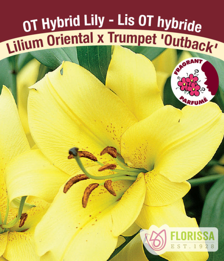 Lilium Oriental x Trumpet - Outback, 1 Pack