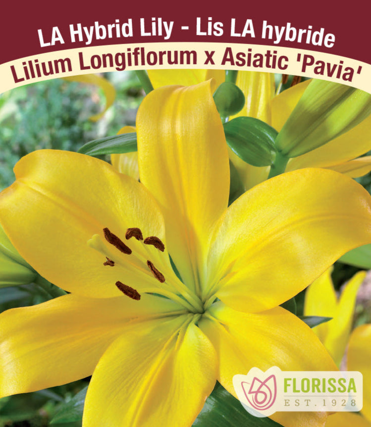 Lilium Longifolium x Asiatic - Pavia, 1 Pack
