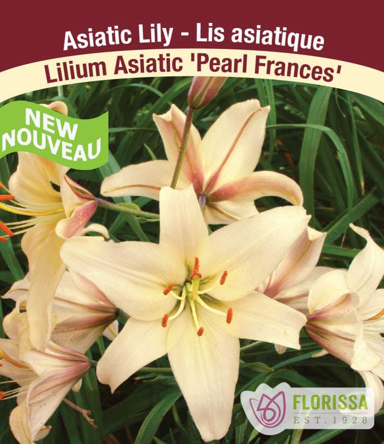 Lilium Asiatic - Pearl Frances, 1 Pack