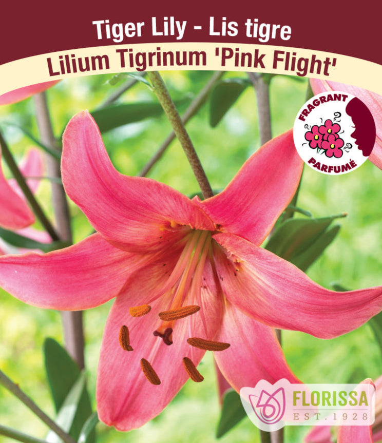 Lilium Tiger - Pink Flight, 1 Pack