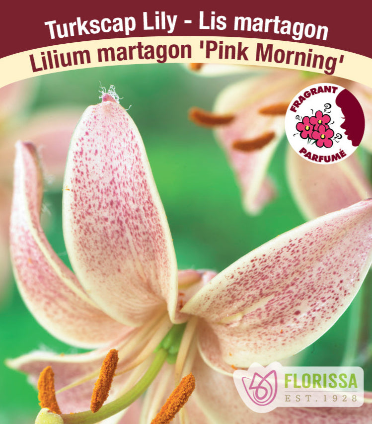 Lilium Martagon - Pink Morning, 1 Pack