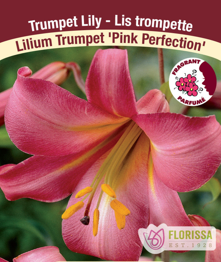 Lilium Trumpet - Pink Perfection, 1 Pack