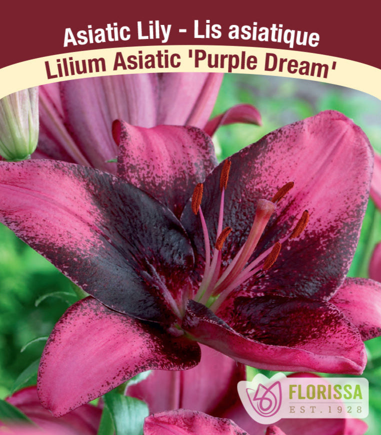 Lilium Asiatic - Purple Dream, 1 Pack