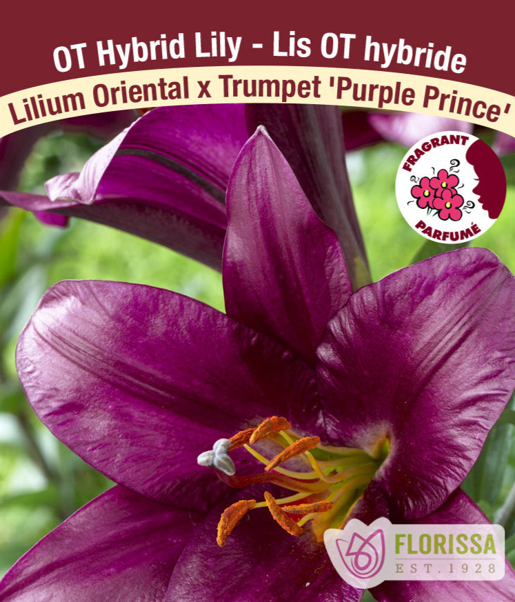 Lilium Oriental x Trumpet - Purple Prince, 1 Pack