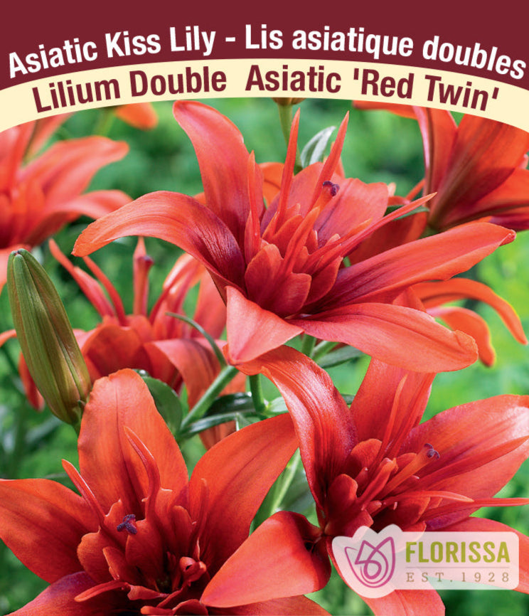 Lilium Double Asiatic - Red Twin, 1 Pack