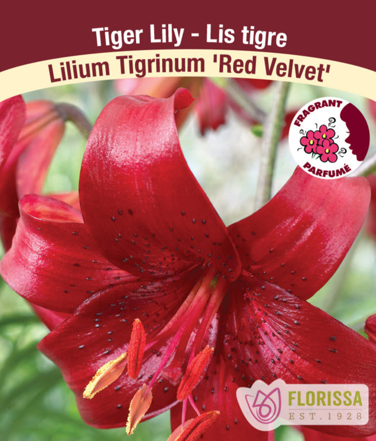 Lilium Tiger - Red Velvet, 1 Pack