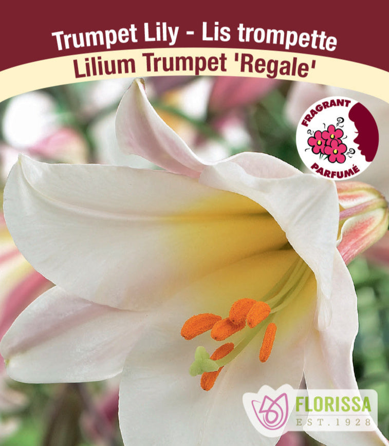 Lilium Trumpet - Regale, 1 Pack
