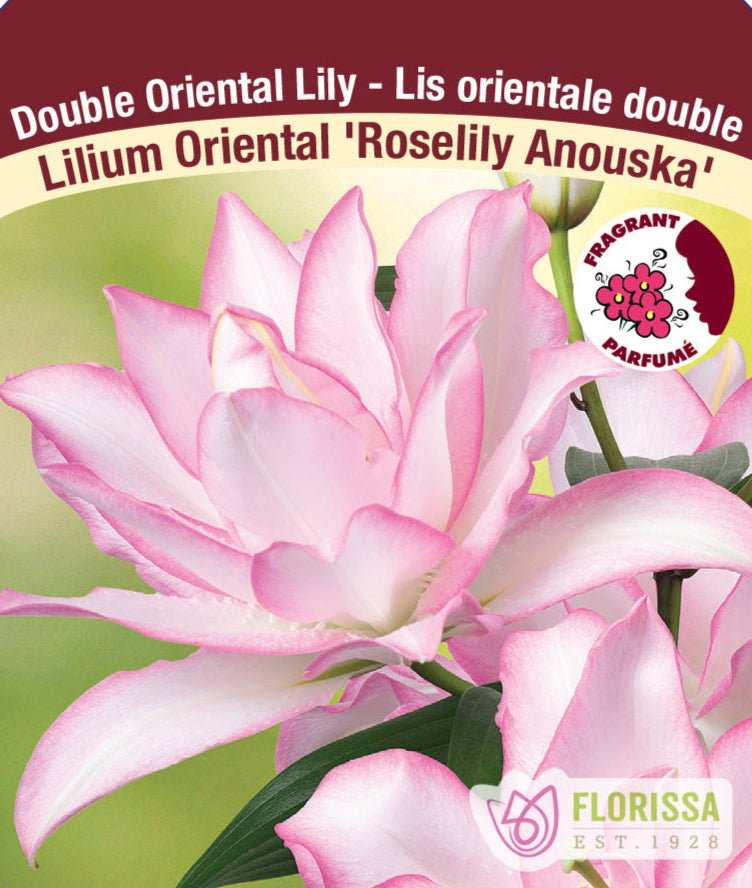 Lilium Double Oriental - Roselily Anouska, 1 Pack