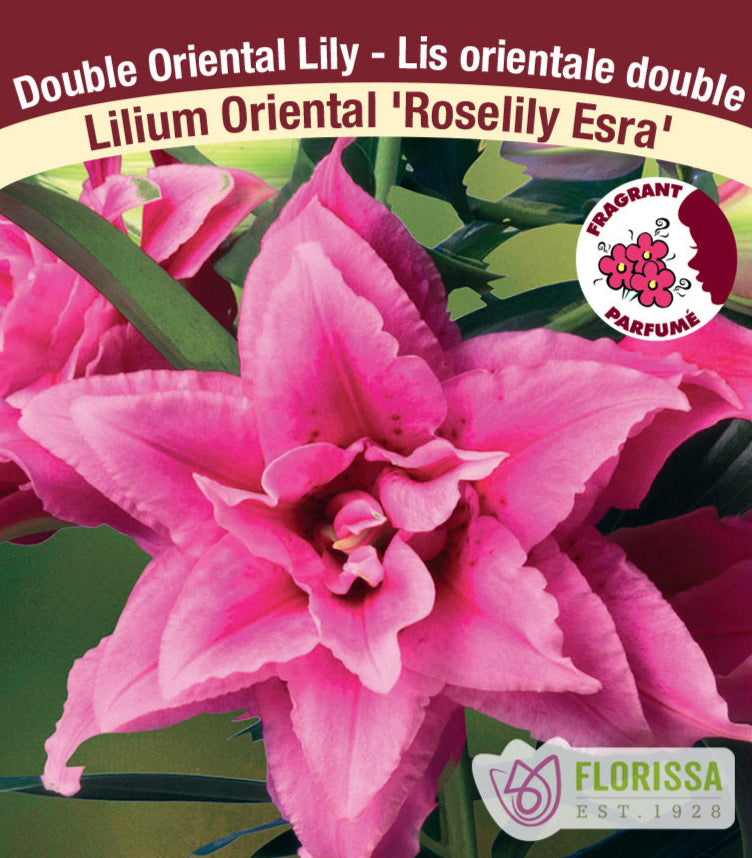 Lilium Double Oriental - Roselily Esra, 1 Pack