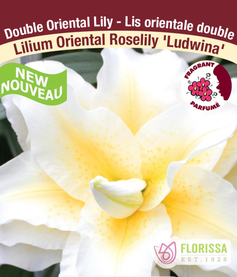 Lilium Double Oriental - Roselily Ludwina, 1 Pack