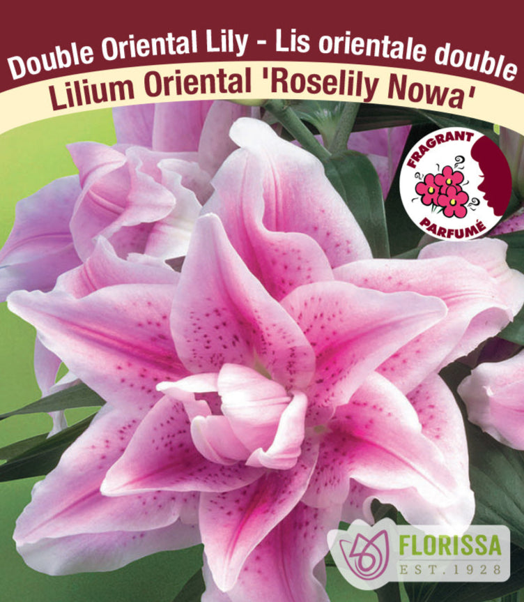 Lilium Double Oriental - Roselily Nowa, 1 Pack