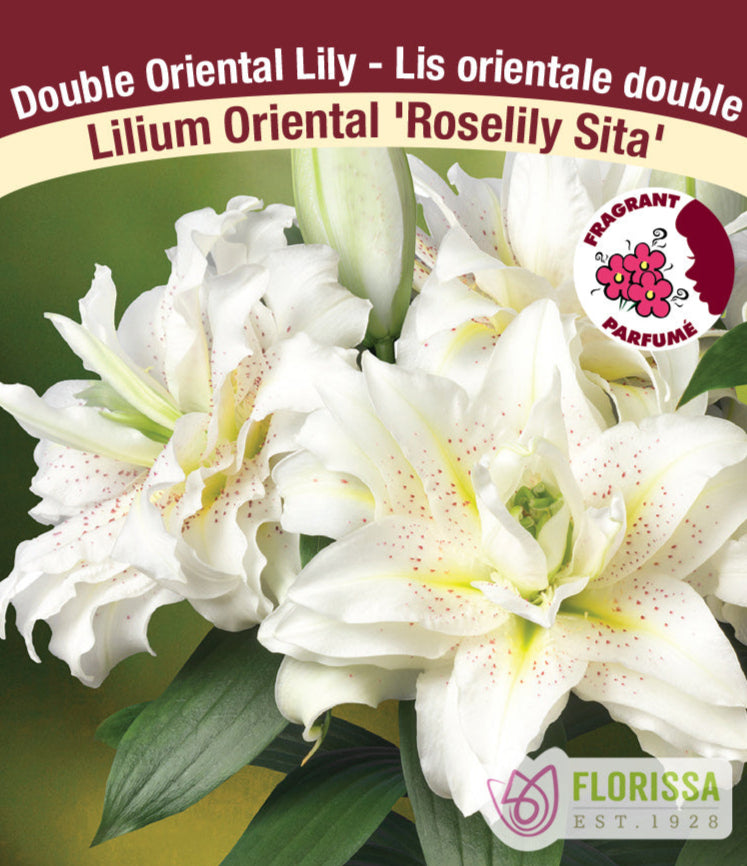 Lilium Double Oriental - Roselily Sita, 1 Pack