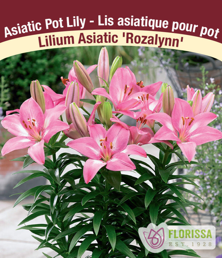 Lilium Asiatic - Rozalynn, 1 Pack