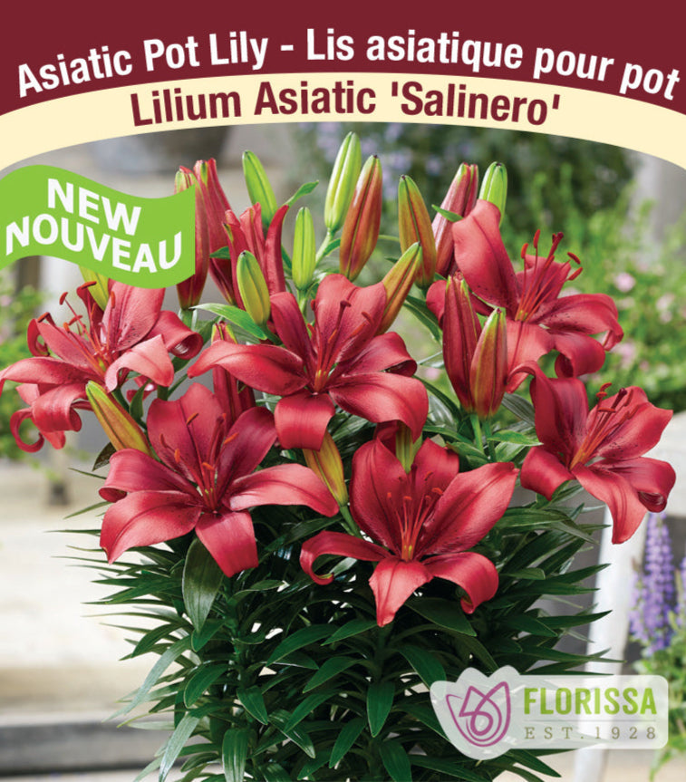 Lilium Asiatic - Salinero, 1 Pack