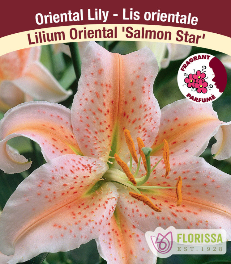Lilium Oriental - Salmon Star, 1 Pack