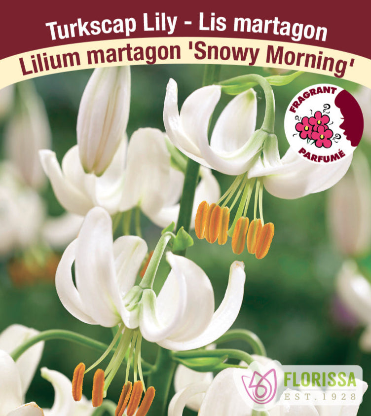 Lilium Martagon - Snowy Morning, 1 Pack