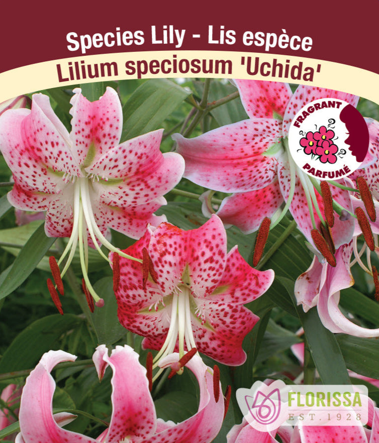 Lilium speciosum - Rubrum Uchida, 1 Pack