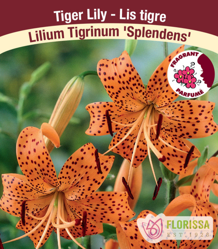 Lilium Tiger - Splendens, 1 Pack