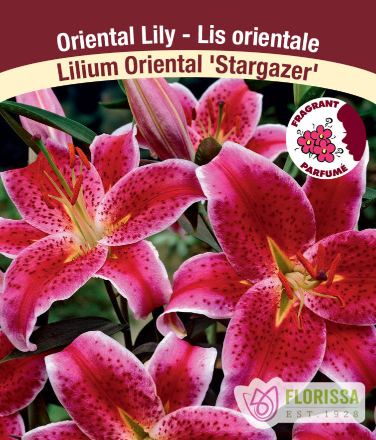 Lilium Oriental - Stargazer, 1 Pack