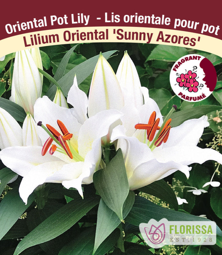 Lilium - Sunny Azores, 1 Pack