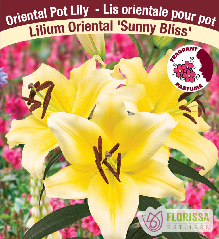 Lilium Oriental Pot - Sunny Bliss, 1 Pack