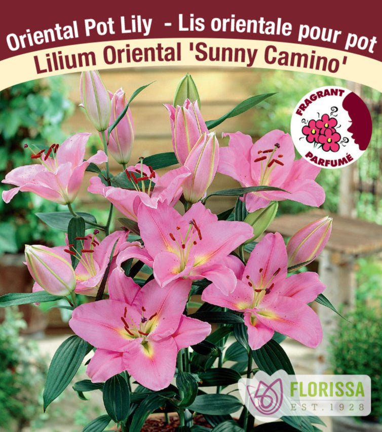 Lilium Oriental Pot - Sunny Camino, 1 Pack